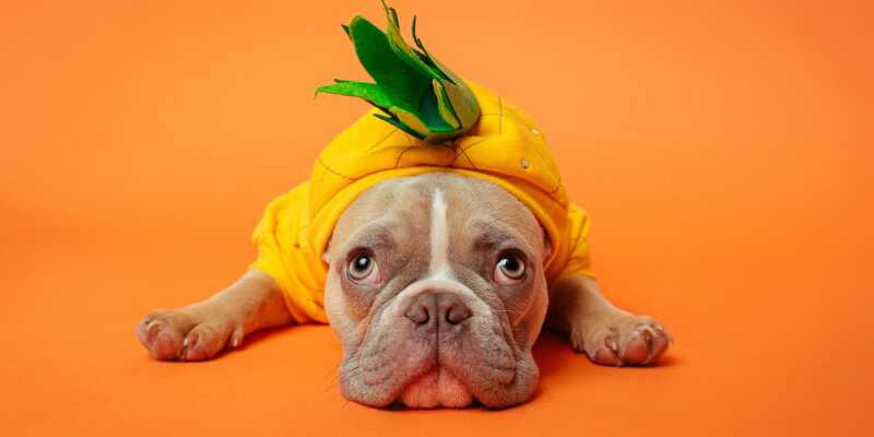 A cute, sad little dog dressed line a pineapple