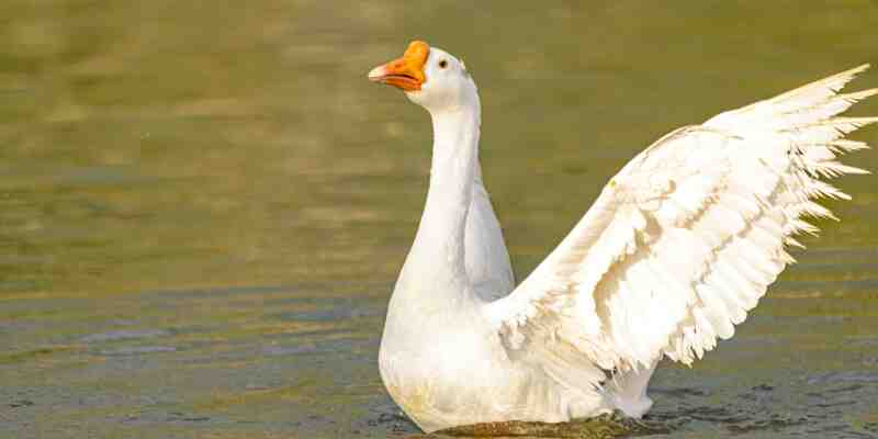 Goose