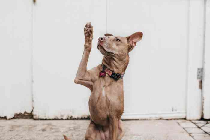 Dog raising its paw, as if asking a question